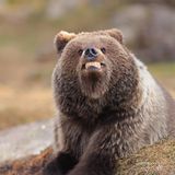 Ein junger Braunbär scheint den Fotografen anzugrinsen – als wüsste er genau, wie man für die Kamera posiert. Aufgenommen in Martinselkonen, Finnland.  
