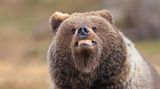 Ein junger Braunbär scheint den Fotografen anzugrinsen – als wüsste er genau, wie man für die Kamera posiert. Aufgenommen in Martinselkonen, Finnland.  