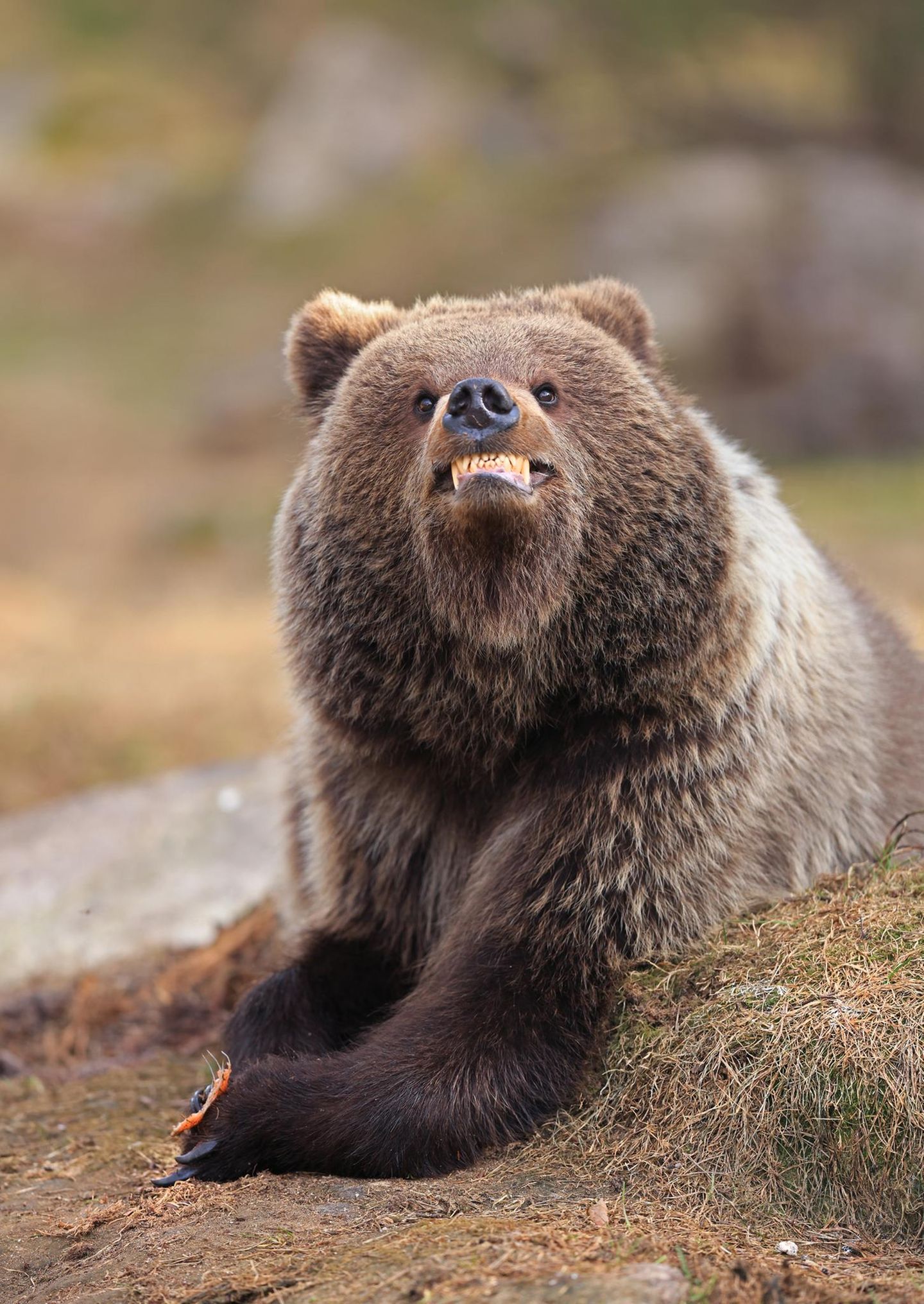 Ein junger Braunbär scheint den Fotografen anzugrinsen – als wüsste er genau, wie man für die Kamera posiert. Aufgenommen in Martinselkonen, Finnland.  
