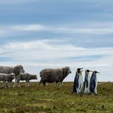 Nach einer Woche Fotoreise auf den Falklandinseln landete Fotograf Ralph Robinson zuletzt am Volunteer Point – einer Landzunge an der Ostküste von East Falkland, nordöstlich von Stanley. Dort brüten rund 2000 Königspinguin-Paare, am nördlichsten Punkt ihres Verbreitungsgebiets. Einst waren sie auf den Falklands fast verschwunden – jetzt stehen die Chancen besser. Robinson lag stundenlang bäuchlings im Sand und sah den Tieren zu, wie sie über ihr Land zu stolzieren schienen. Nicht weit davon hütete ein Schäfer seine Schafe – und für einen Moment schien es, als führten die adretten Frackträger die Herde an.