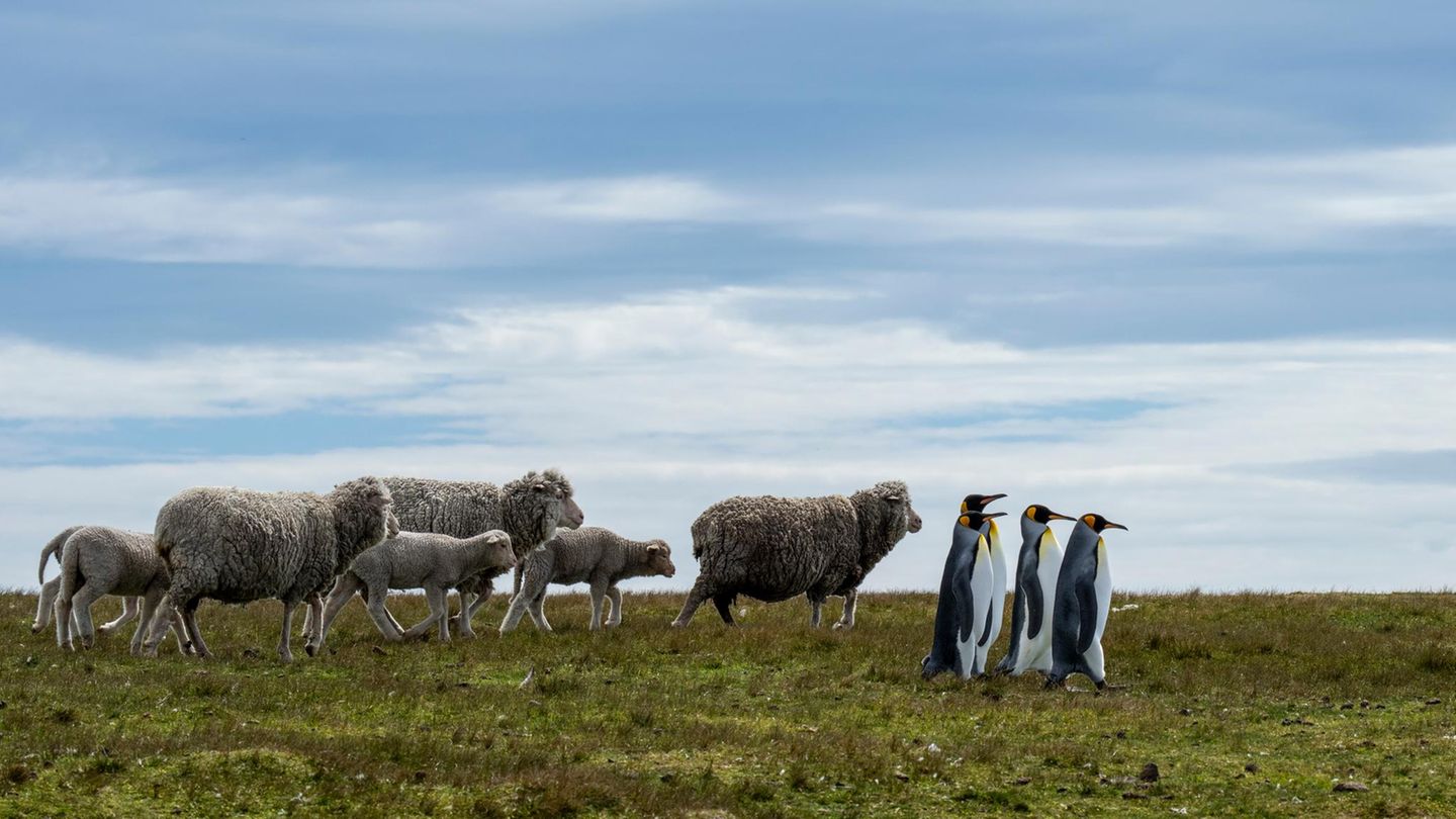Folgen Sie mir Nach einer Woche Fotoreise auf den Falklandinseln landete Fotograf Ralph Robinson zuletzt am Volunteer Point – einer Landzunge an der Ostküste von East Falkland, nordöstlich von Stanley. Dort brüten rund 2000 Königspinguin-Paare, am nördlichsten Punkt ihres Verbreitungsgebiets. Einst waren sie auf den Falklands fast verschwunden – jetzt stehen die Chancen besser. Robinson lag stundenlang bäuchlings im Sand und sah den Tieren zu, wie sie über ihr Land zu stolzieren schienen. Nicht weit davon hütete ein Schäfer seine Schafe – und für einen Moment schien es, als führten die adretten Frackträger die Herde an.