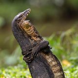 Zwei Warane liefern sich ein Kräftemessen am Ufer des Bishan-Ang-Mo-Kio-Parks in Singapur – ein seltener Anblick mitten im Stadtgebiet.