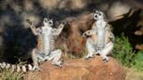 Wie eine Diskussion über Achtsamkeit und Yoga wirkt diese Szene zwischen zwei Kattas. So sieht es zumindest Fotograf Andrey Giljov, der die beiden Tiere im Anja Community Reserve auf Madagaskar beim Sonnenbad erwischt hat.  