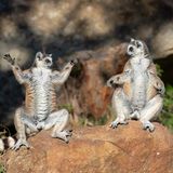 Wie eine Diskussion über Achtsamkeit und Yoga wirkt diese Szene zwischen zwei Kattas. So sieht es zumindest Fotograf Andrey Giljov, der die beiden Tiere im Anja Community Reserve auf Madagaskar beim Sonnenbad erwischt hat.  