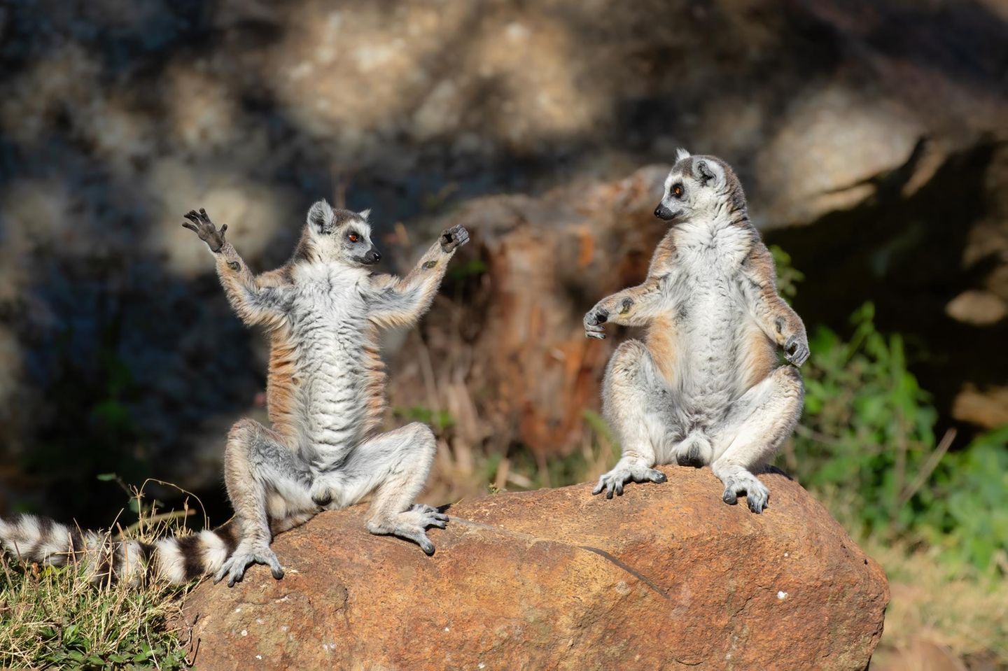 Angeregter Austausch Wie eine Diskussion über Achtsamkeit und Yoga wirkt diese Szene zwischen zwei Kattas. So sieht es zumindest Fotograf Andrey Giljov, der die beiden Tiere im Anja Community Reserve auf Madagaskar beim Sonnenbad erwischt hat.