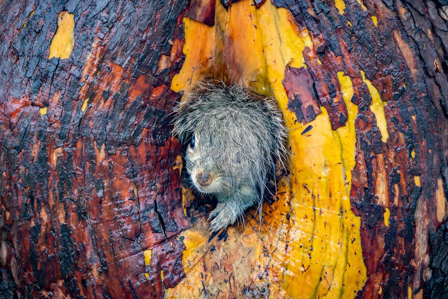 "Bad Hair Day" Ein grauer Blitz huscht im Beacon-Hill-Park in Victoria an der kanadischen Fotografin Christy Grinton vorbei. Genau hingeschaut, offenbarte sich eine Eichhörnchenmutter, die ihre Jungen in ein neues Nest trug. "Als sie im neuen Unterschlupf verschwand und sich umdrehte, ragte ihr nasser Schweif noch hinaus und rahmte ihr Gesicht ein – ein Anblick, der mich herzlich zum Lachen brachte", erinnert sich Grinton. "Man kennt das: frisch geföhnt, und genau dann klingelt es an der Tür."