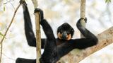 Ein männlicher Gelbwangen-Schopfgibbon lässt im Cat-Tien-Nationalpark in Vietnam die Seele baumeln – zu fehlen scheint nur noch ein kühles Getränk für den perfekten Feierabend im Geäst.