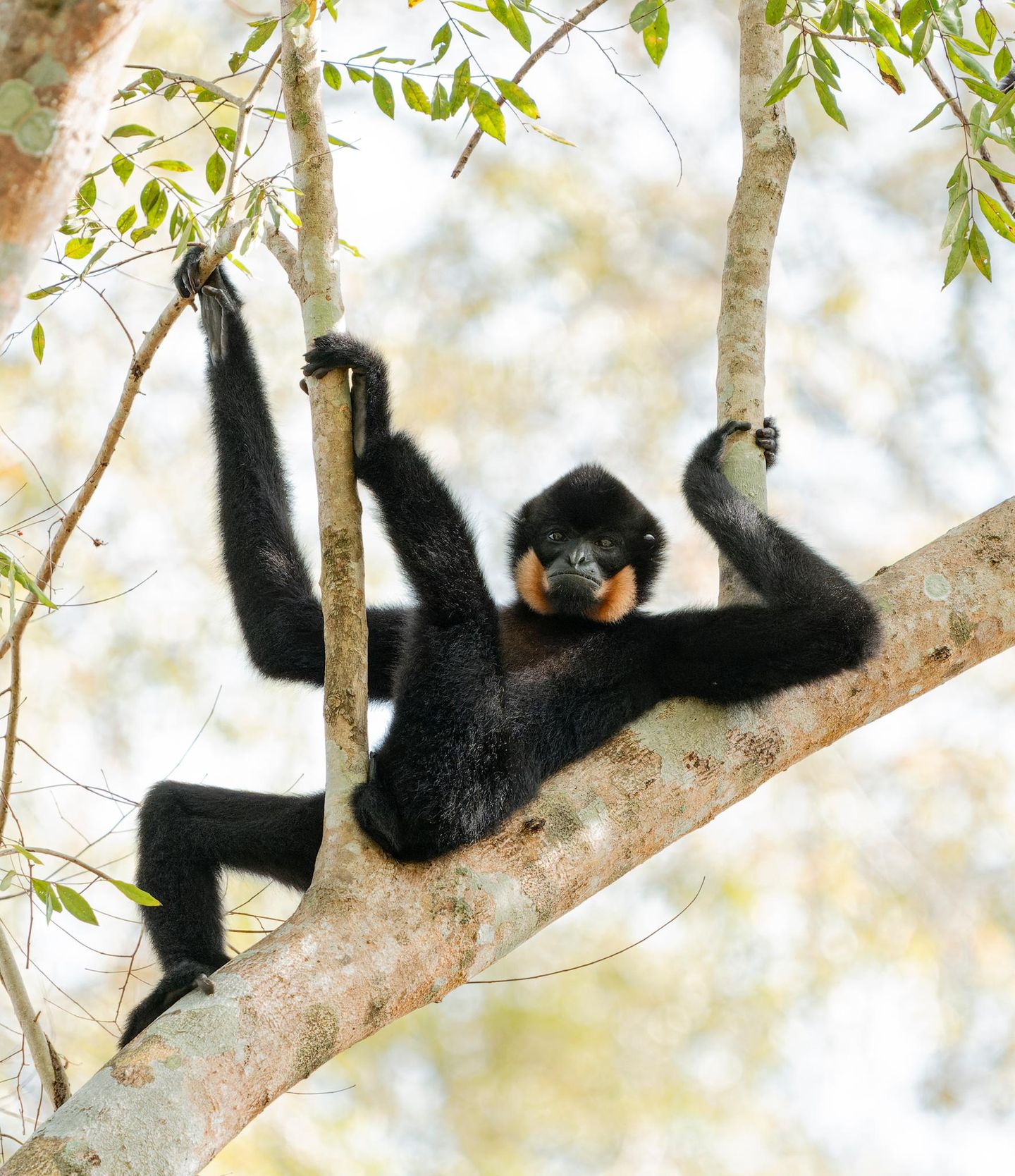 Ein männlicher Gelbwangen-Schopfgibbon lässt im Cat-Tien-Nationalpark in Vietnam die Seele baumeln – zu fehlen scheint nur noch ein kühles Getränk für den perfekten Feierabend im Geäst.