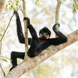 Ein männlicher Gelbwangen-Schopfgibbon lässt im Cat-Tien-Nationalpark in Vietnam die Seele baumeln – zu fehlen scheint nur noch ein kühles Getränk für den perfekten Feierabend im Geäst.