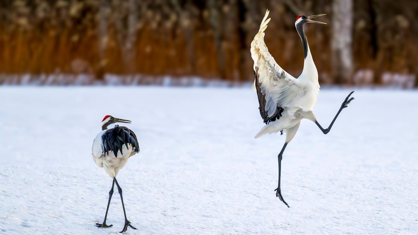 Im Kushiro-Shitsugen-Nationalpark auf Hokkaido betreiben Rotkronenkraniche ihre eigene Form der Morgengymnastik: Sprünge, Flügelschläge, stolze Posen – wer so in den Tag startet, braucht keinen Kaffee.