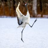 Im Kushiro-Shitsugen-Nationalpark auf Hokkaido betreiben Rotkronenkraniche ihre eigene Form der Morgengymnastik: Sprünge, Flügelschläge, stolze Posen – wer so in den Tag startet, braucht keinen Kaffee.