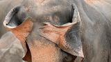 Ein Sri-Lanka-Elefant versucht offenbar, sich hinter seinen eigenen Ohren zu verstecken – mit mäßigem Erfolg, aber großem Charme.  