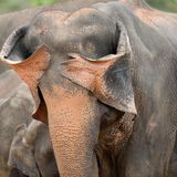 Ein Sri-Lanka-Elefant versucht offenbar, sich hinter seinen eigenen Ohren zu verstecken – mit mäßigem Erfolg, aber großem Charme.  