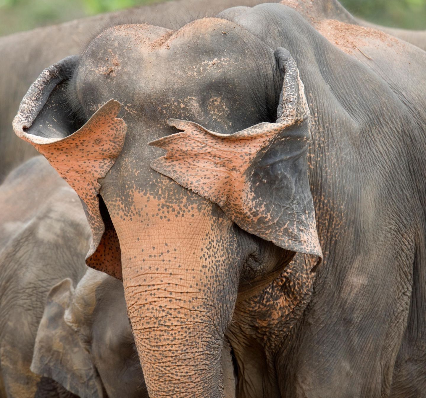 Ein Sri-Lanka-Elefant versucht offenbar, sich hinter seinen eigenen Ohren zu verstecken – mit mäßigem Erfolg, aber großem Charme.  