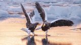 Bis zu neun Kilo schwer, mit einer Spannweite von zweieinhalb Metern sind Riesen-Seeadler die Schwergewichte unter den Adlern. Etwa 4500 erwachsene Tiere soll es noch geben, vor allem im Norden Russlands und Japans sowie in Korea. Michael Lane gelang an der Küste nahe der japanischen Stadt Rausu ein Bild zur rechten Zeit: Die beiden majestätischen Tiere ringen um einen kleinen Fisch – und liefern sich dabei ein etwas ulkig anmutendes Fußgemenge. 