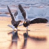 Bis zu neun Kilo schwer, mit einer Spannweite von zweieinhalb Metern sind Riesen-Seeadler die Schwergewichte unter den Adlern. Etwa 4500 erwachsene Tiere soll es noch geben, vor allem im Norden Russlands und Japans sowie in Korea. Michael Lane gelang an der Küste nahe der japanischen Stadt Rausu ein Bild zur rechten Zeit: Die beiden majestätischen Tiere ringen um einen kleinen Fisch – und liefern sich dabei ein etwas ulkig anmutendes Fußgemenge. 