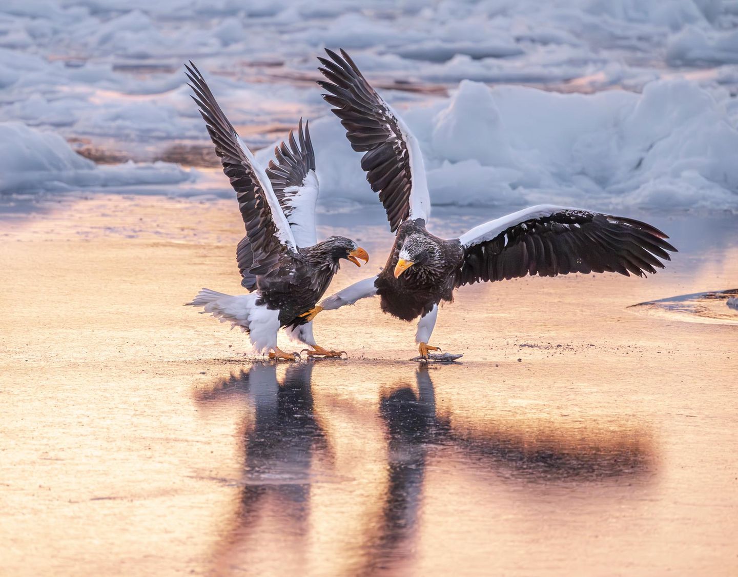 Geflügeltes Kung Fu Bis zu neun Kilo schwer, mit einer Spannweite von zweieinhalb Metern sind Riesen-Seeadler die Schwergewichte unter den Adlern. Etwa 4500 erwachsene Tiere soll es noch geben, vor allem im Norden Russlands und Japans sowie in Korea. Michael Lane gelang an der Küste nahe der japanischen Stadt Rausu ein Bild zur rechten Zeit: Die beiden majestätischen Tiere ringen um einen kleinen Fisch – und liefern sich dabei ein etwas ulkig anmutendes Fußgemenge.