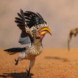 Huch! Ein Südlicher Gelbschnabeltoko in Zimanga, Südafrika, schreckt auf – im Hintergrund gleitet ein Wüstenbussard nah über den Boden, seinen Blick bereits auf die mögliche Beute gerichtet. Die Schreckpose wirkt beinahe heldenhaft, wüsste man nicht um die brenzlige Szene dahinter. Doch Entwarnung: Der fotogene Toko kam unversehrt davon, erinnert sich Fotograf Geoff Martin.  
