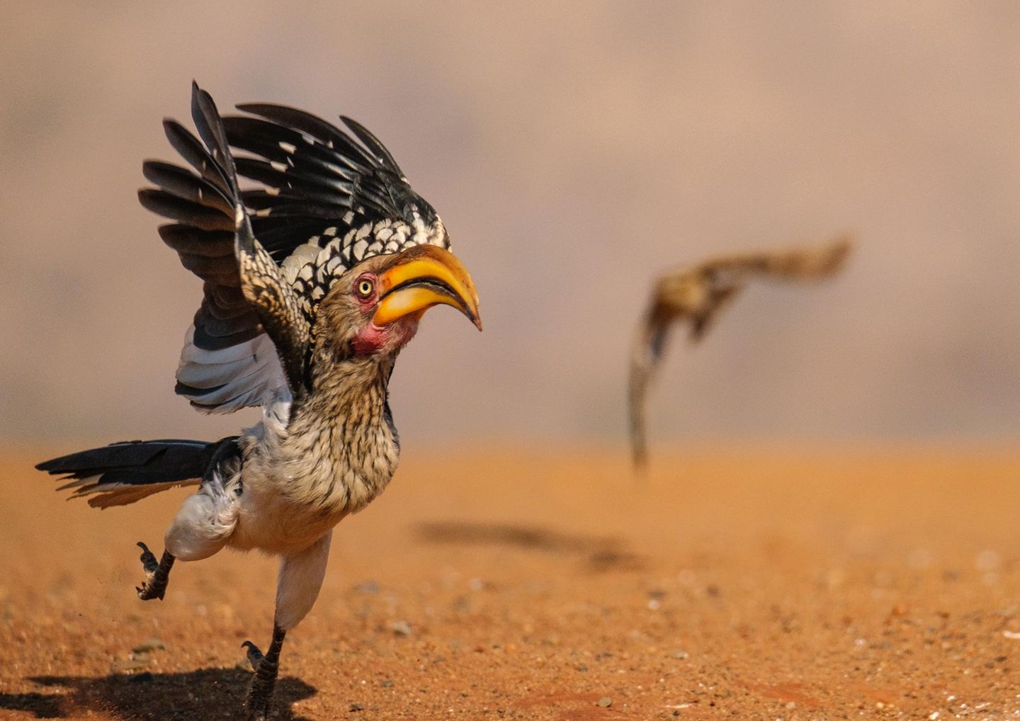 Superheldenlandung Huch! Ein Südlicher Gelbschnabeltoko in Zimanga, Südafrika, schreckt auf – im Hintergrund gleitet ein Wüstenbussard nah über den Boden, seinen Blick bereits auf die mögliche Beute gerichtet. Die Schreckpose wirkt beinahe heldenhaft, wüsste man nicht um die brenzlige Szene dahinter. Doch Entwarnung: Der fotogene Toko kam unversehrt davon, erinnert sich Fotograf Geoff Martin.