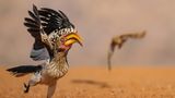Huch! Ein Südlicher Gelbschnabeltoko in Zimanga, Südafrika, schreckt auf – im Hintergrund gleitet ein Wüstenbussard nah über den Boden, seinen Blick bereits auf die mögliche Beute gerichtet. Die Schreckpose wirkt beinahe heldenhaft, wüsste man nicht um die brenzlige Szene dahinter. Doch Entwarnung: Der fotogene Toko kam unversehrt davon, erinnert sich Fotograf Geoff Martin.  