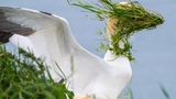 Ein stürmischer Tag an den Klippen von Bempton – das bekommt auch dieser Basstölpel zu spüren, der tapfer dem Wind trotzt und dabei prompt die Sicht verloren hat.  