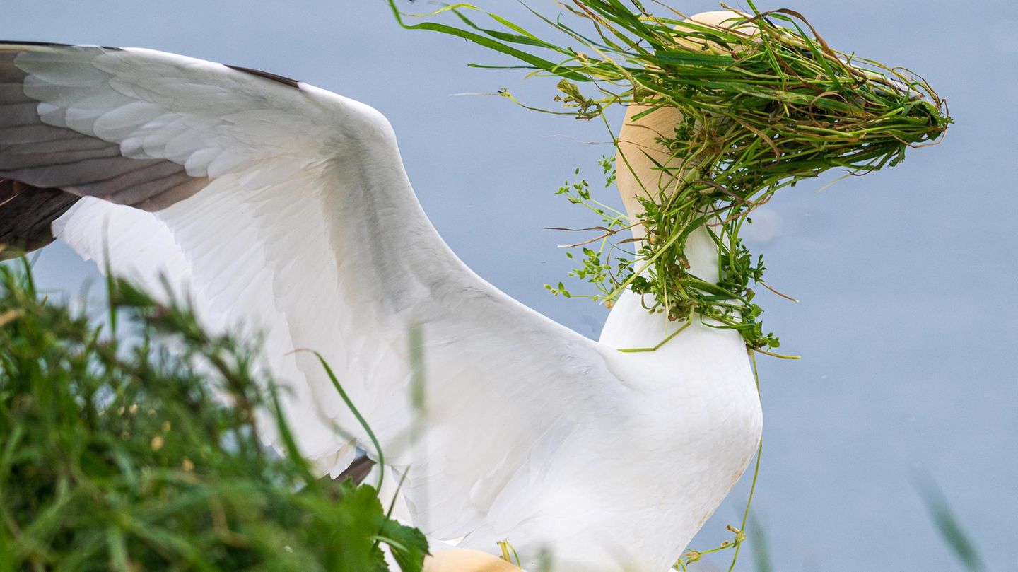 Ein stürmischer Tag an den Klippen von Bempton – das bekommt auch dieser Basstölpel zu spüren, der tapfer dem Wind trotzt und dabei prompt die Sicht verloren hat.  