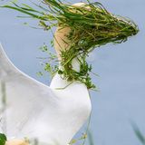 Ein stürmischer Tag an den Klippen von Bempton – das bekommt auch dieser Basstölpel zu spüren, der tapfer dem Wind trotzt und dabei prompt die Sicht verloren hat.  