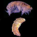 Drei ungewöhnliche Meeresbewohner