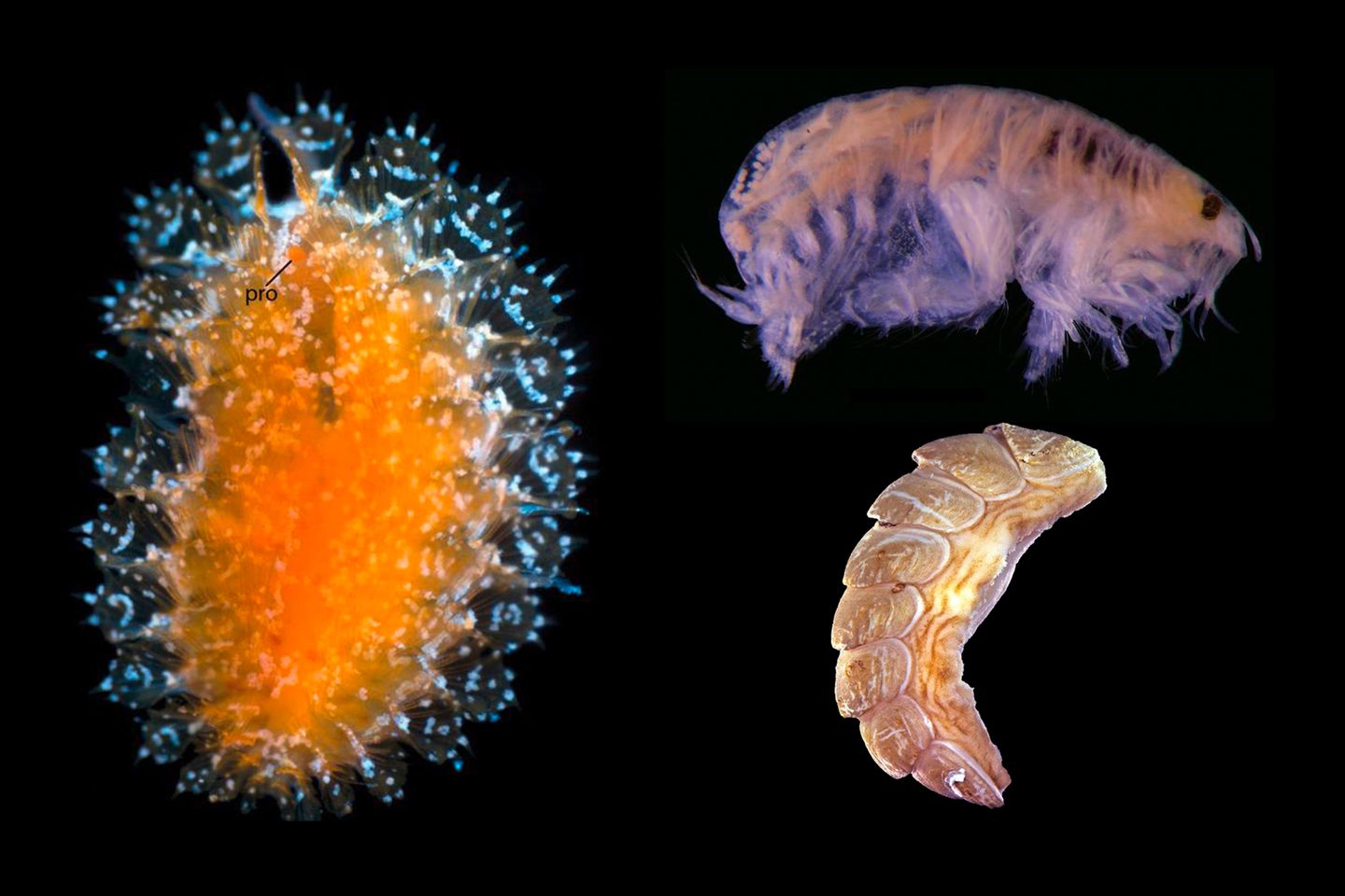 Was eint diese Tiere? Drei ungewöhnliche Meeresbewohner