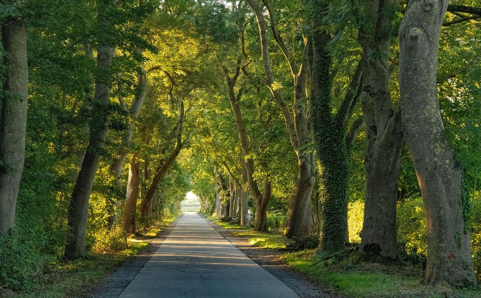 Allee in Leybuchpolder mit faszinierenden Lichteffekten Allee in Leybuchpolder mit faszinierenden Lichteffekten
