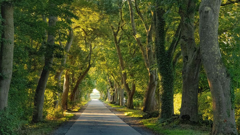 Allee in Leybuchpolder mit faszinierenden Lichteffekten