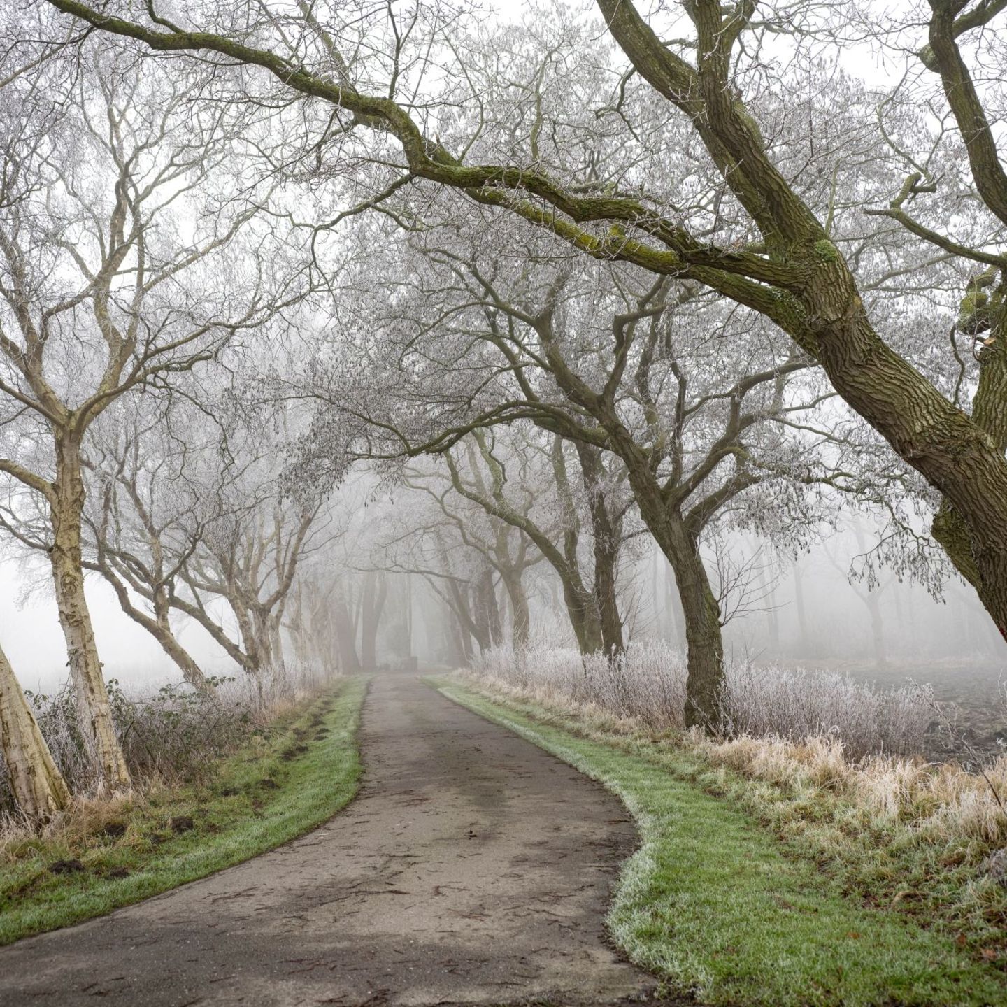 Allee zu einem Dorffriedhof in der ostfriesischen Marsch
