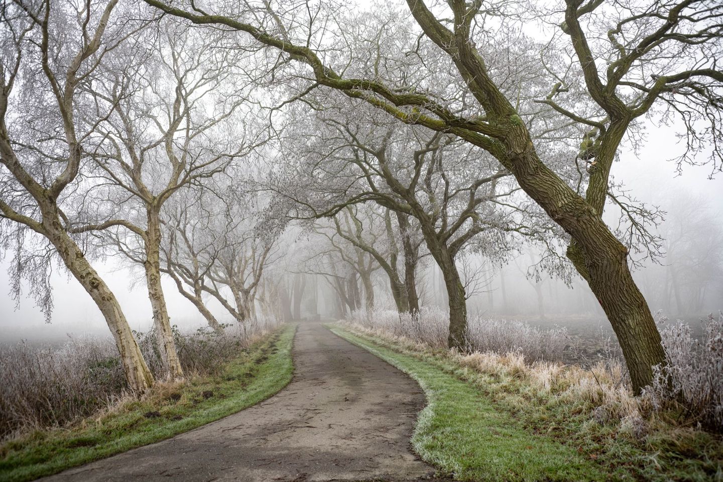 Allee zu einem Dorffriedhof in der ostfriesischen Marsch