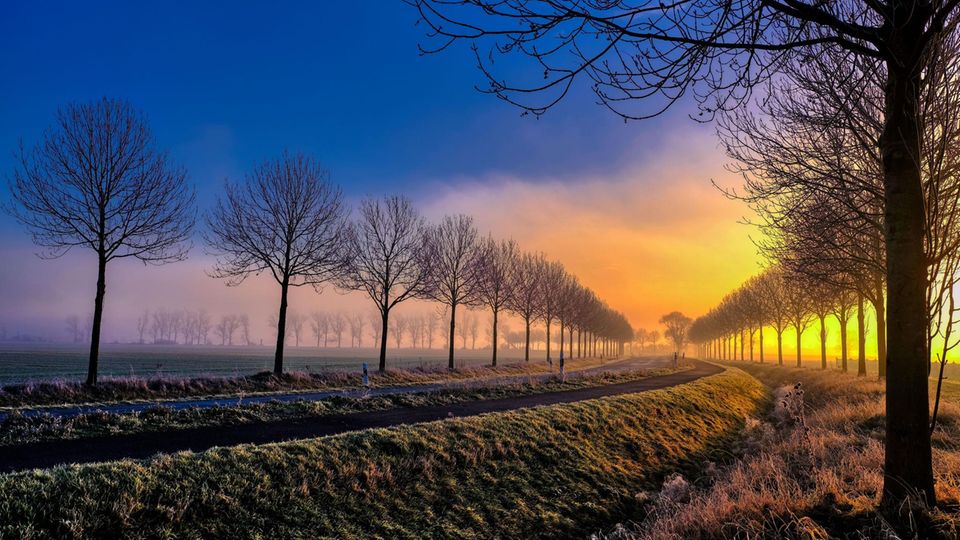 Eschen-Allee in Sachsen