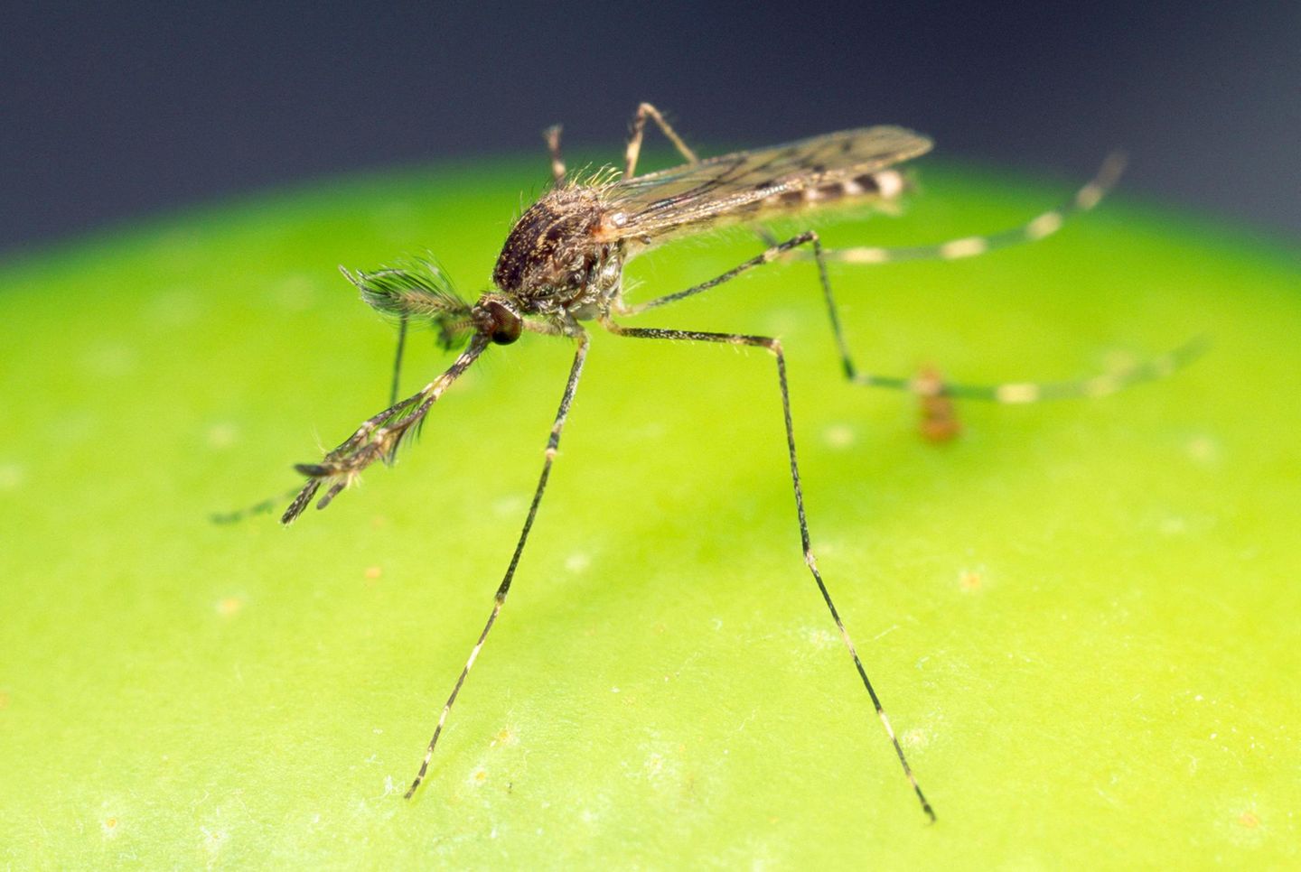 Die Ringelmücke (Culiseta annulata) ist auch in Deutschland heimisch – und etwas größer als andere hier vorkommende Stechmückenarten