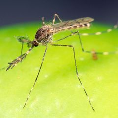 Die Ringelmücke (Culiseta annulata) ist auch in Deutschland heimisch – und etwas größer als andere hier vorkommende Stechmückenarten