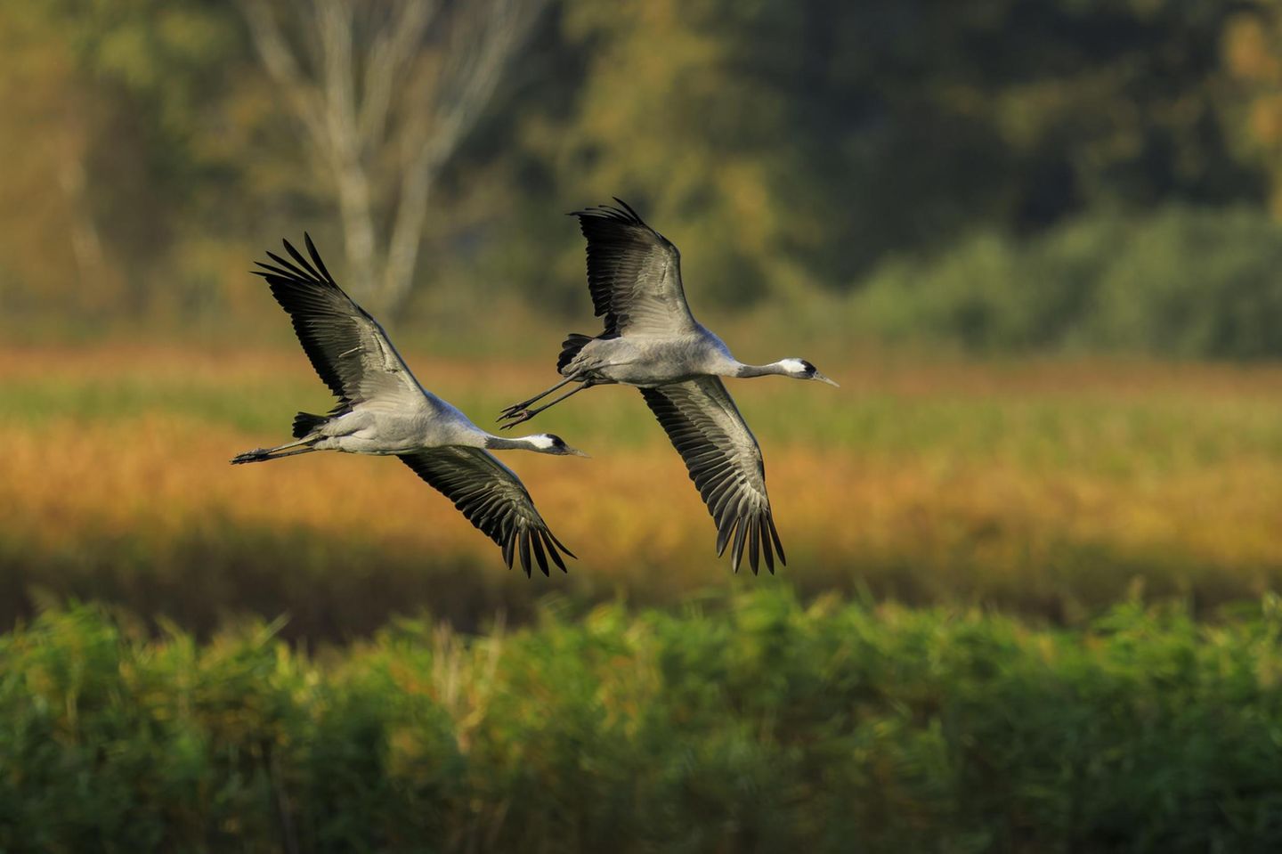 Kraniche im Flug