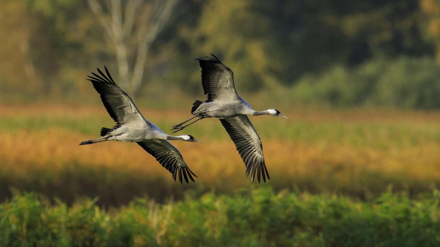 Herbstzug-durch-Deutschland-Vogelgrippe-breitet-sich-unter-Kranichen-aus-Sorge-vor-Tierseuche-w-chst