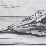 Eine Abbildung eines Narwalschädels