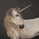 Ein Foto eines weißen Pferdes mit einem Horn auf der Stirn