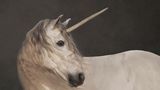 Lebendiger Mythos Ein Foto eines weißen Pferdes mit einem Horn auf der Stirn