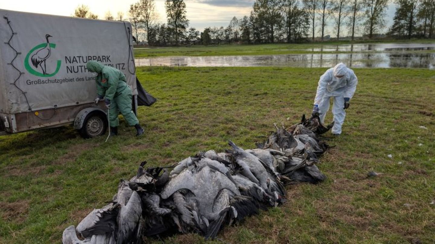 In den deutschen Rastgebieten der Kraniche sterben derzeit viele Tiere an der Vogelgrippe. Foto: Nobert Schneeweiß/Artenkompeten