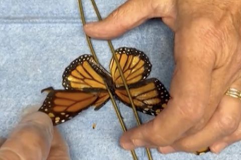 Besondere Aufnahme: Mini-Transplantation: Naturschützer operieren Schmetterling am Flügel