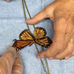 Besondere Aufnahme: Mini-Transplantation: Naturschützer operieren Schmetterling am Flügel