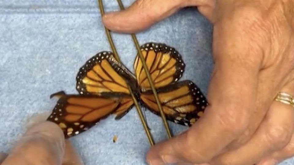 Besondere Aufnahme: Mini-Transplantation: Naturschützer operieren Schmetterling am Flügel Besondere Aufnahme: Mini-Transplantation: Naturschützer operieren Schmetterling am Flügel