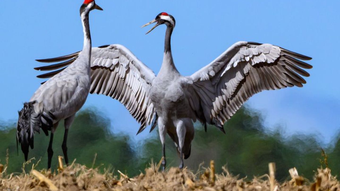 Mögen sie gesund bleiben: Derzeit breitet sich in unter Kranichen die Vogelgrippe aus. Wer tote Vögel findet, sollte sie nicht a