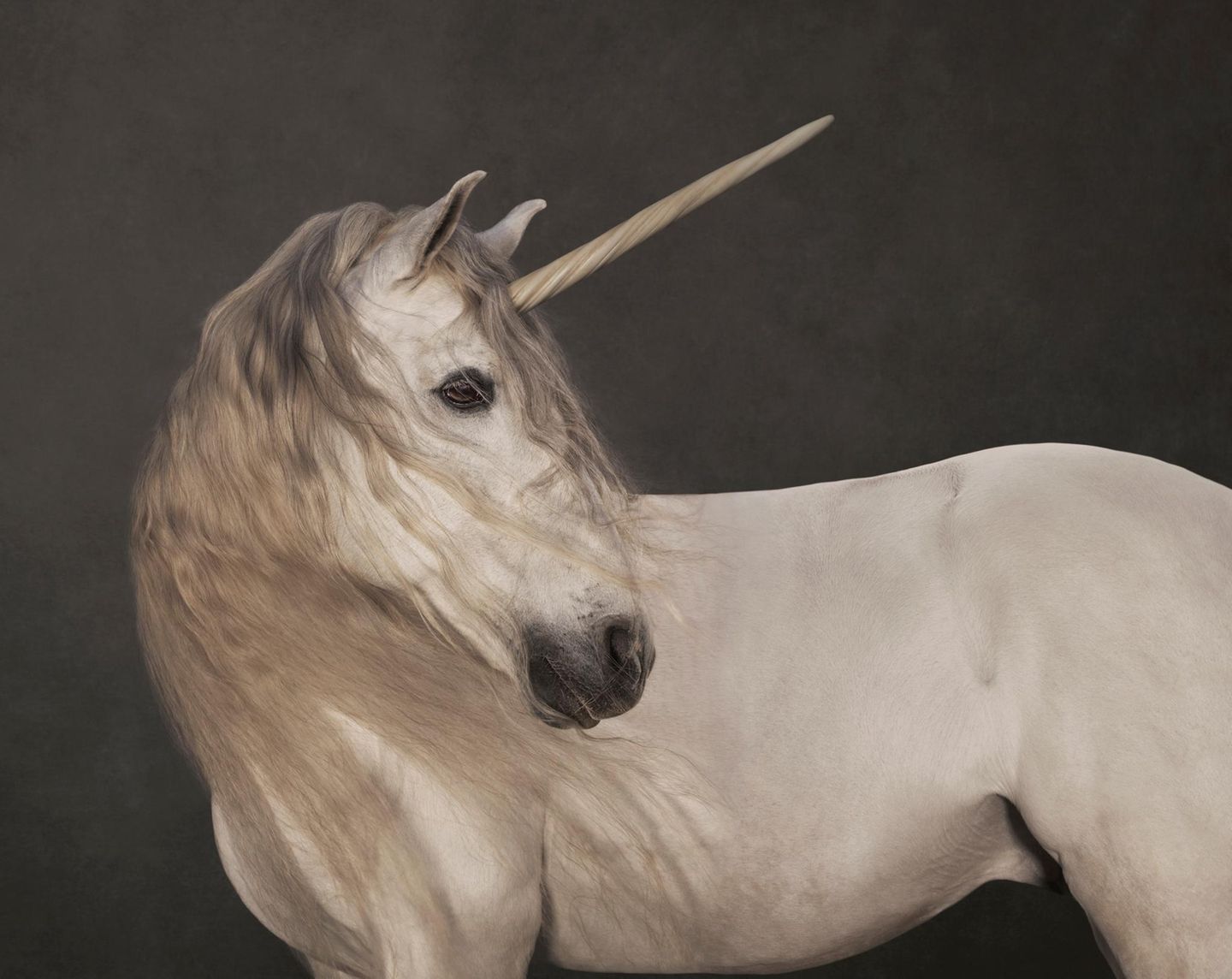 Ein Foto eines weißen Pferdes mit einem Horn auf der Stirn