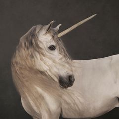 Ein Foto eines weißen Pferdes mit einem Horn auf der Stirn