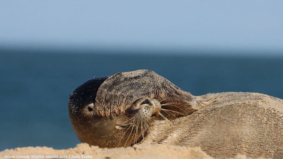 Video-Preis: Tierwelt trifft Slapstick: Die Video-Finalisten der Comedy Wildlife Awards