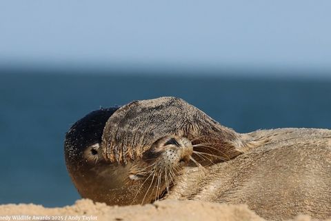 Video-Preis: Tierwelt trifft Slapstick: Die Video-Finalisten der Comedy Wildlife Awards